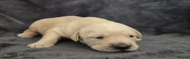 Goldador Puppy 6