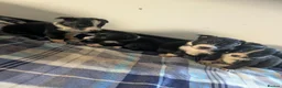 Border Collie dogs for sale: Isds registered border collie pups  - Advert 26