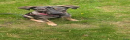 Mixed Breed dogs for adoption: Elora 🌸 in Saint Leonards-on-sea - Advert 7