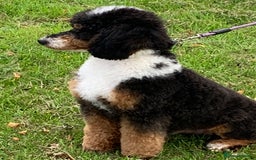 Toy Poodle dogs for stud: Tri Coloured Toy and Miniature studs in Northallerton - Image 4