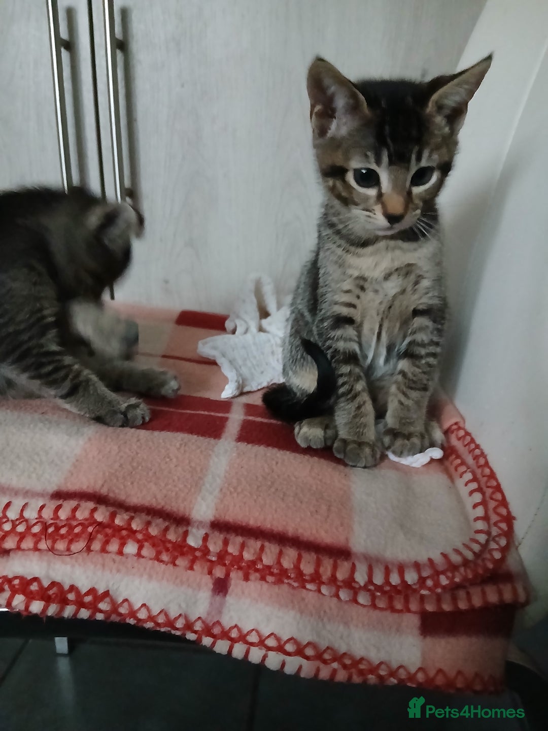 Oriental cats for sale: 2girls 1 boy - Advert 12