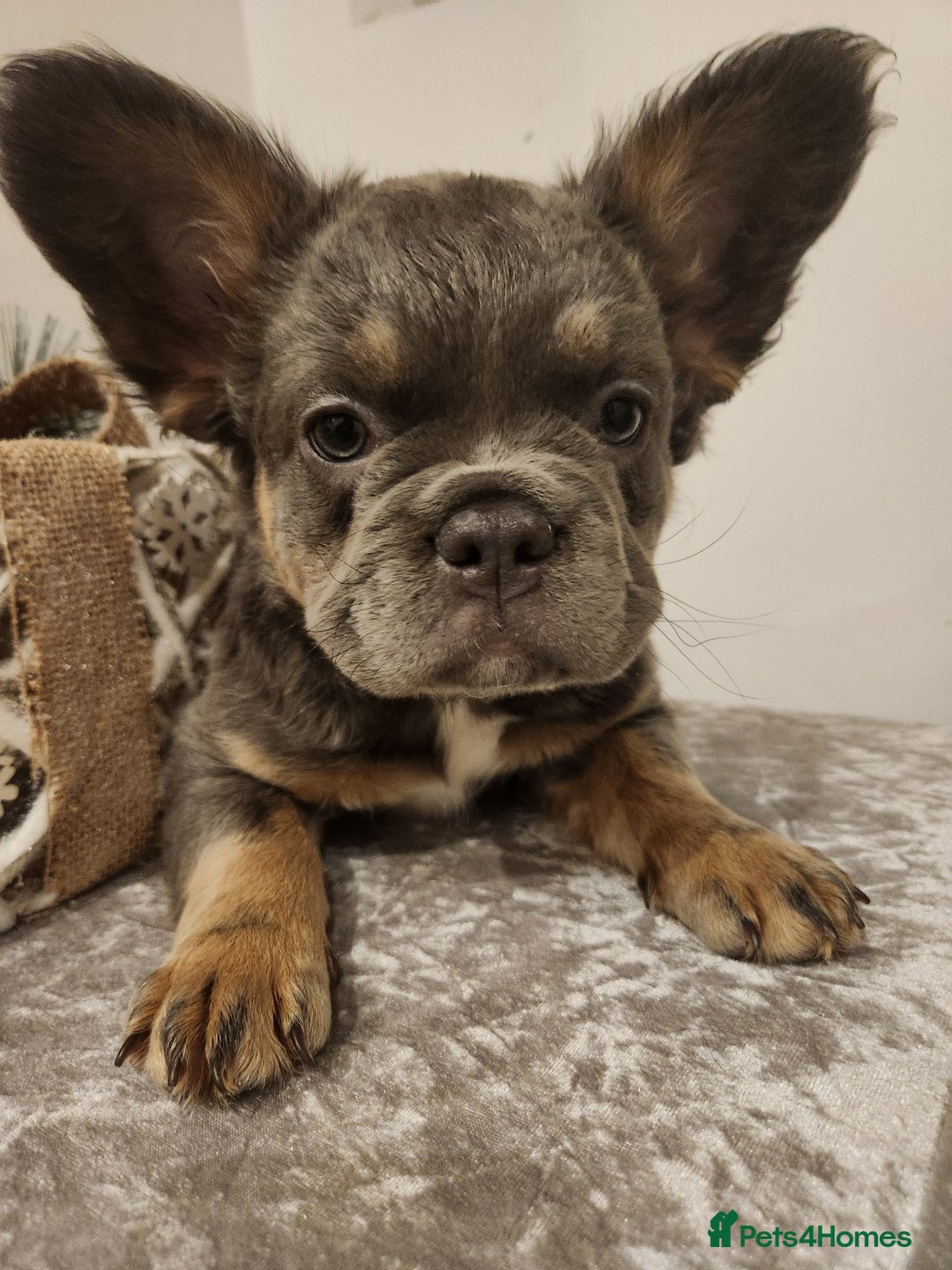 French Bulldog dogs for sale: Fluffy French bulldog puppies- strong bloodline. - Advert 20