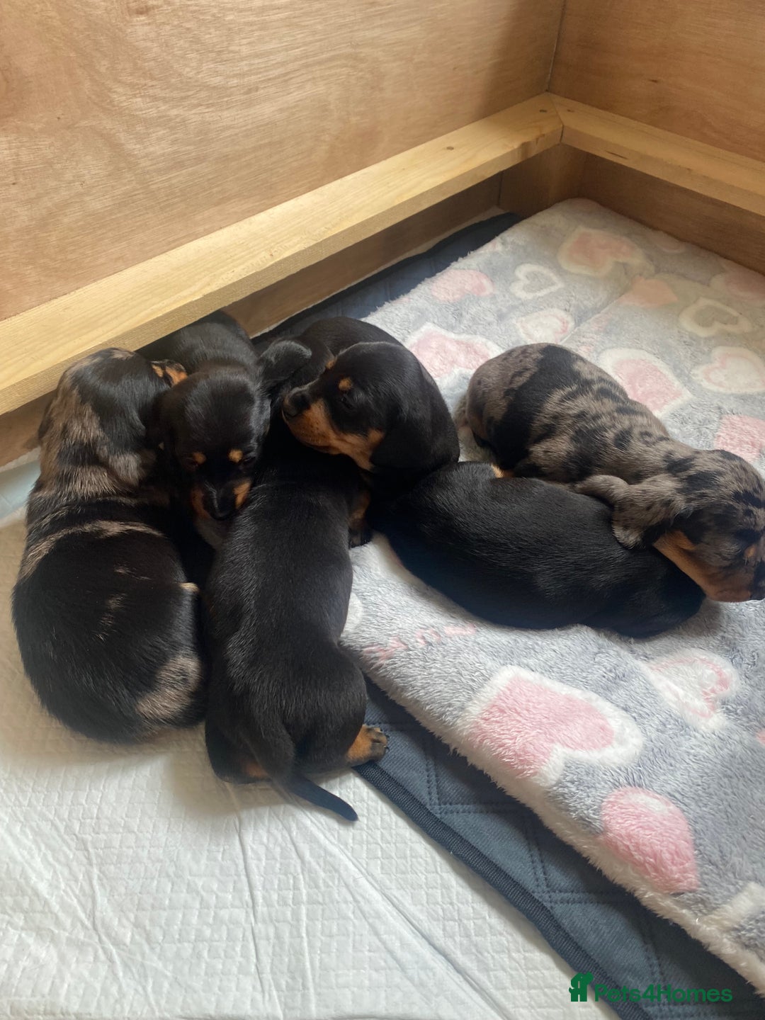 Dachshund dogs for sale: Standard dachshund's  - Image 8