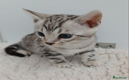 Bengal cats for sale: Stunning Bengal kittens - Image 10