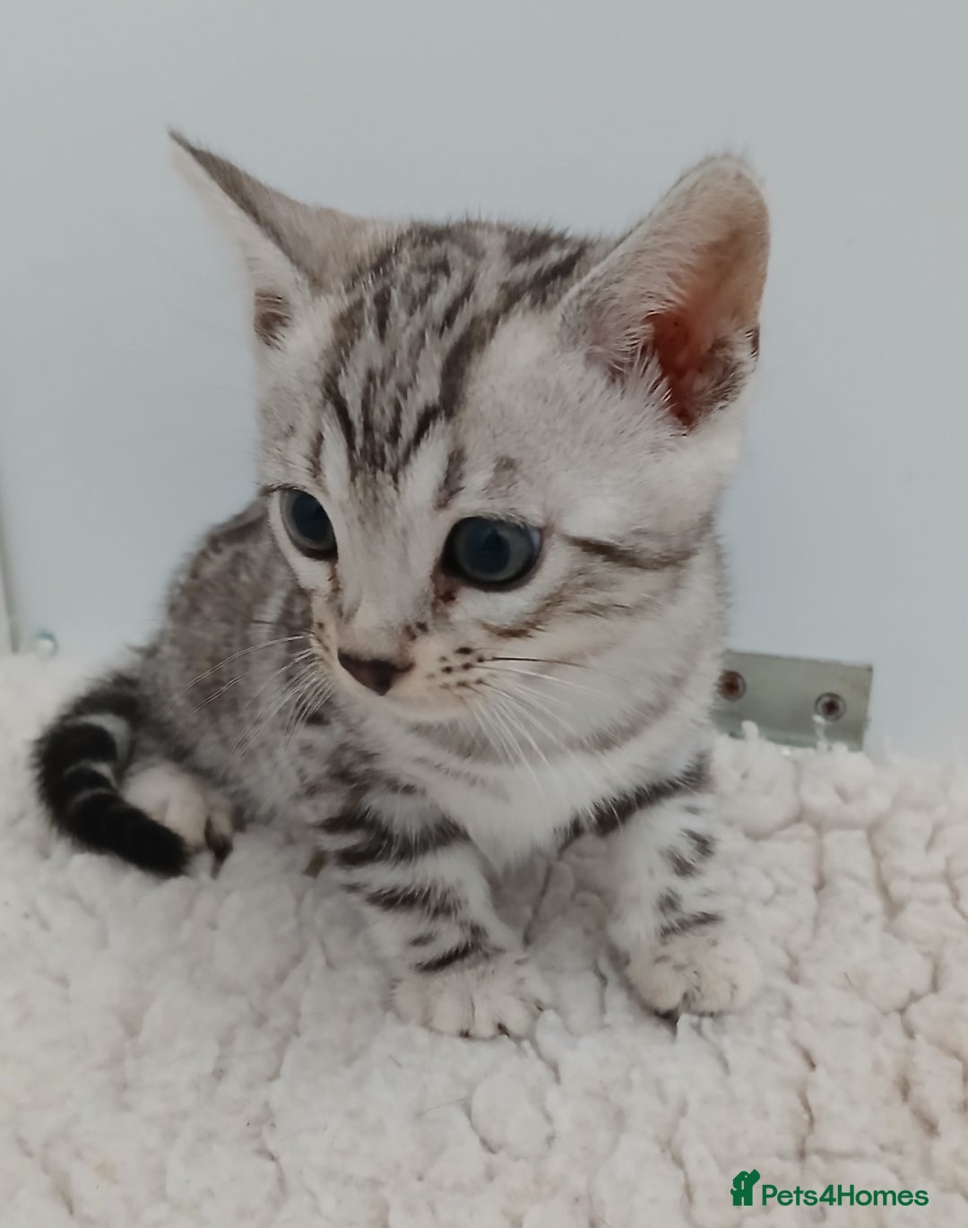 Bengal cats for sale: Stunning Bengal kittens - Image 10