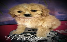 Cavapoo dogs for sale: Beautiful miniature cavapoo babies - Image 8