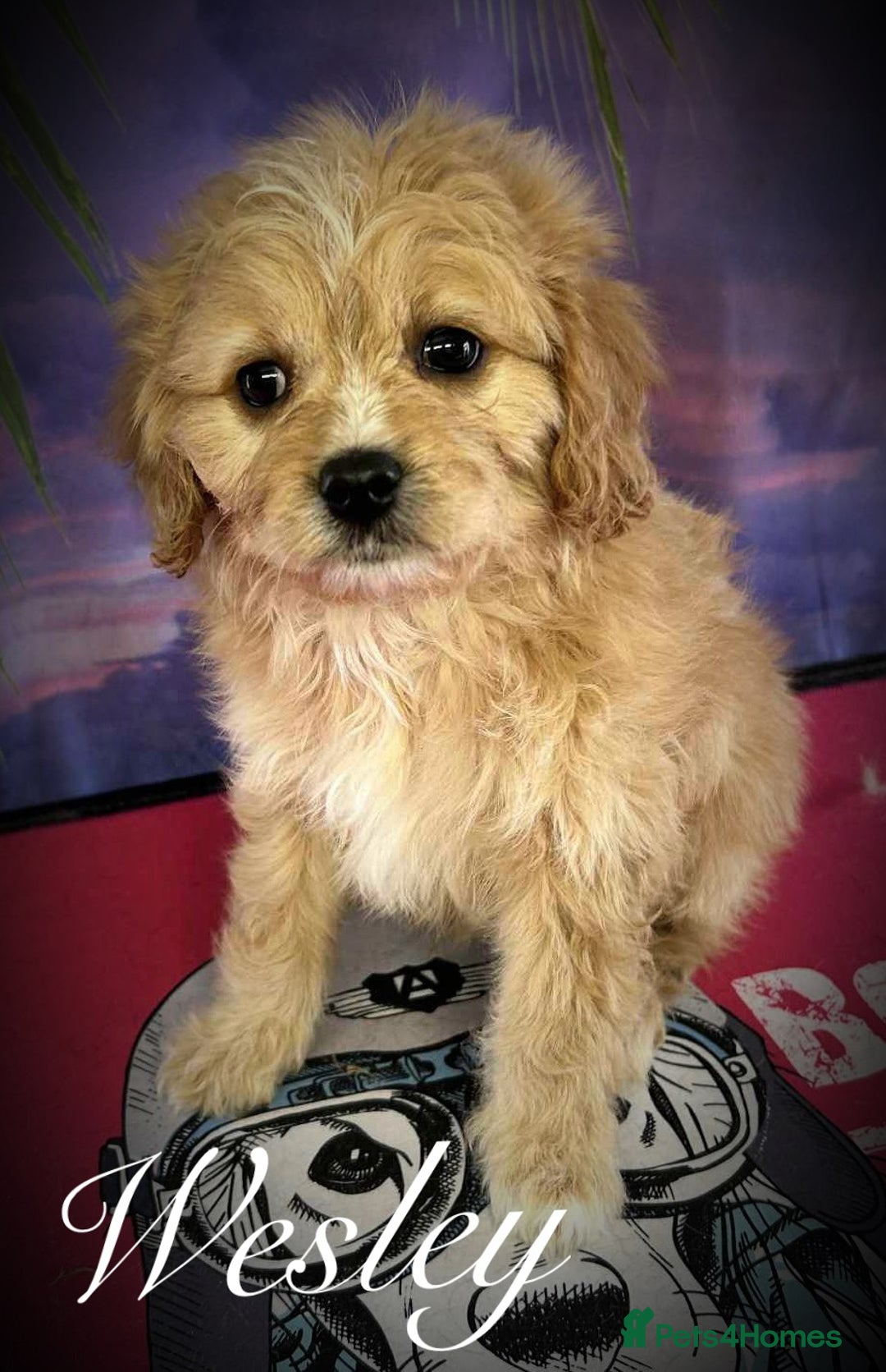 Cavapoo dogs for sale: Beautiful miniature cavapoo babies - Image 8