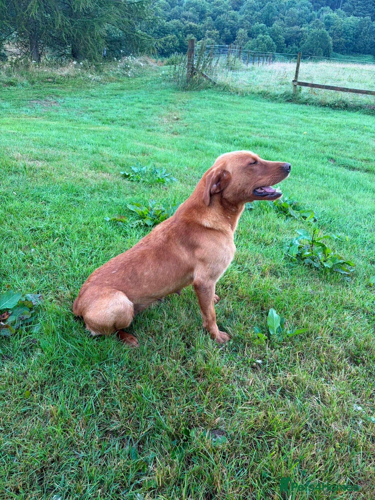 Labrador Retriever dogs Beautiful Kennel Club Registered Labradors Puppies - Advert 2