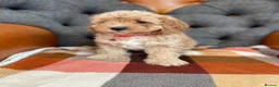 Cavapoo dogs for sale: Beautiful F1 Cavapoo puppies in Aylesford - Advert 4