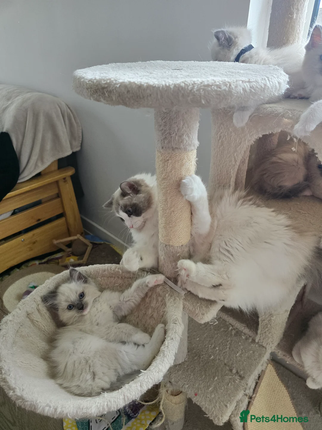 Ragdoll cats for sale: Ragdoll  - Advert 2