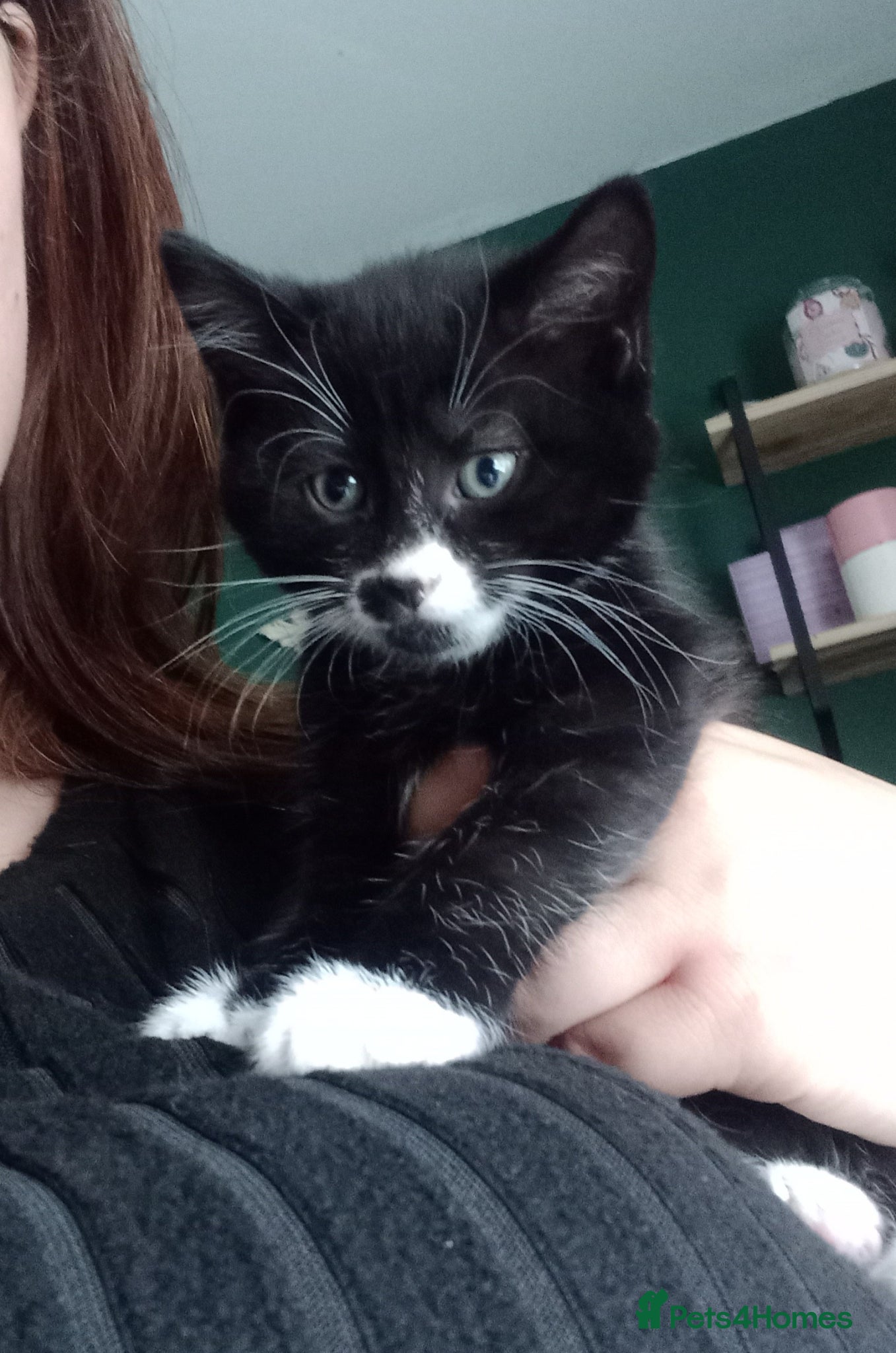 Mixed Breed cats 3 kittens left for sale - Advert 17