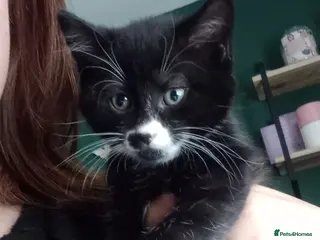 Mixed Breed cats 3 kittens left for sale - Advert 17
