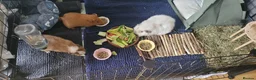 Guinea Pig rodents for sale: Mrs. Shanti  in Harrow - Advert 2