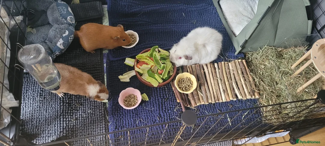 Guinea Pig rodents for sale: Mrs. Shanti  in Harrow - Advert 2