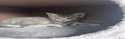 Scottish Fold cats for sale: British shorthair and Scottish straight mix  - Advert 35