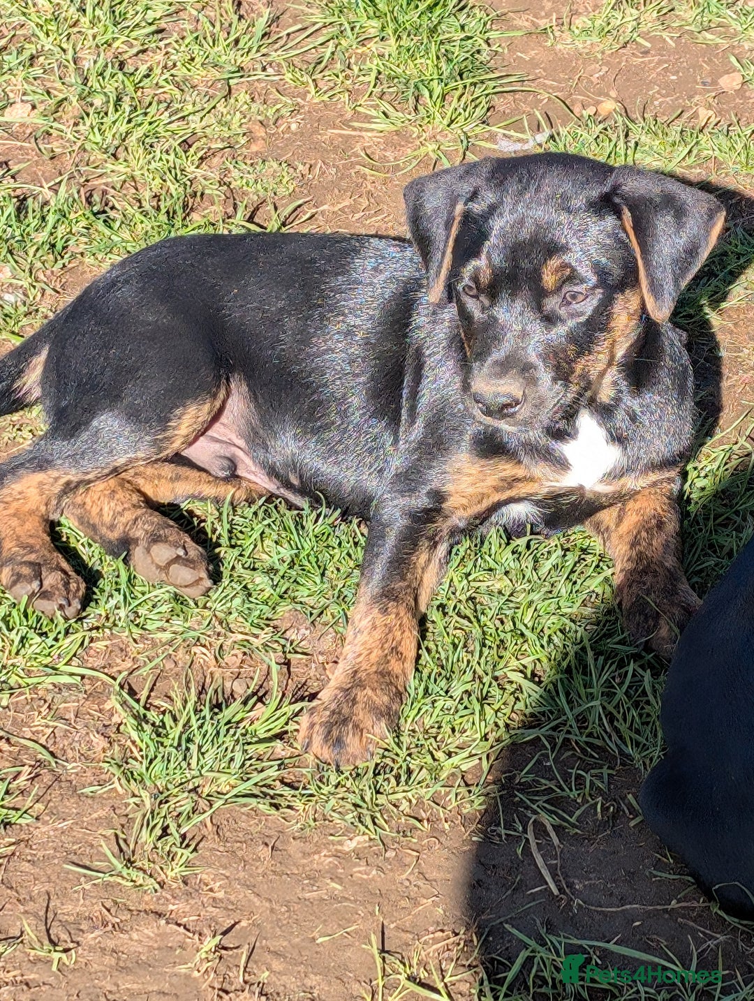Mixed Breed dogs for sale: Huntaway x Lurcher puppies  - Image 15