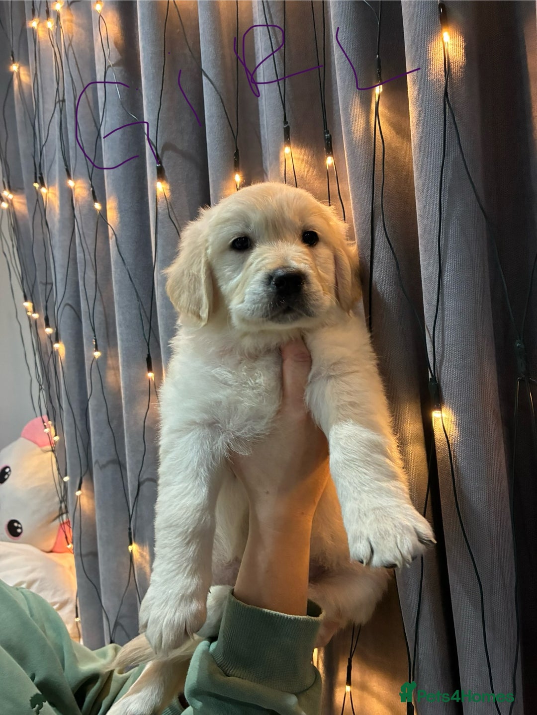 Golden Retriever dogs for sale: Golden Retriever puppies - Advert 5