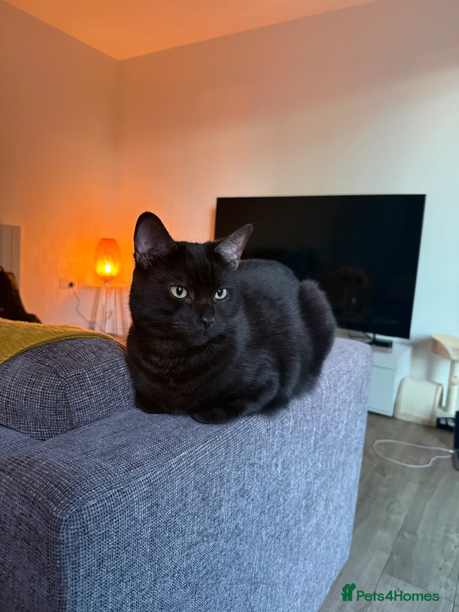 Domestic Shorthair cats Black/Grey Domestic Shorthair - Ambrose - Advert 1
