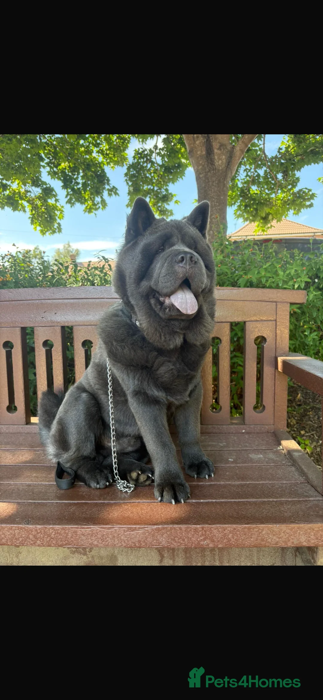 Chow Chow dogs for sale: Chow chow - Advert 2