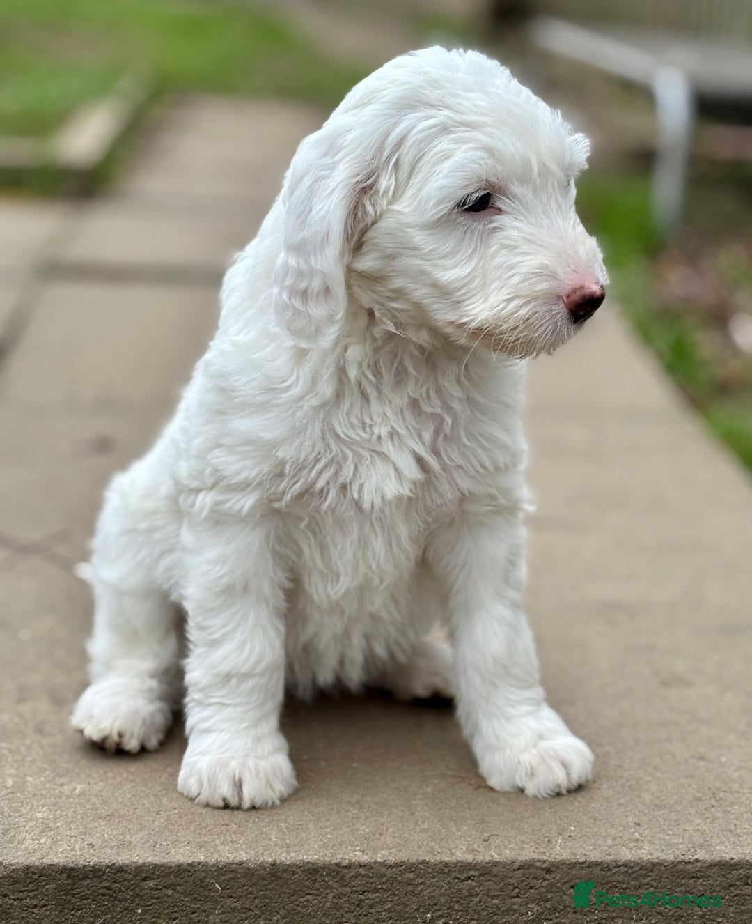 Australian Labradoodle dogs for sale: Exceptionally bred for Health! Temperament! Looks! - Advert 14