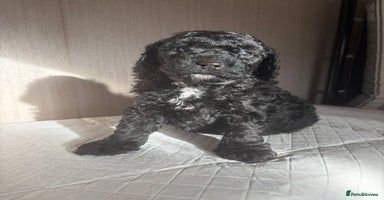 Cavapoo dogs BEAUTIFUL RARE BLACK/BLACK AND TAN CAVAPOOS - Advert 6