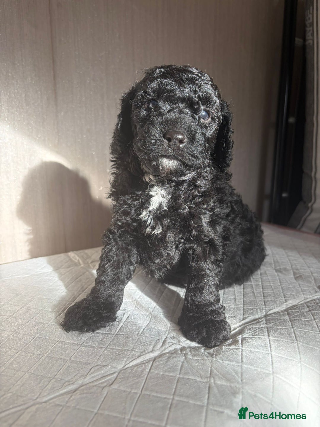 Cavapoo dogs for sale: READY TO LEAVE BLACK & WHITE TEDDY BEAR CAVAPOO - Advert 2
