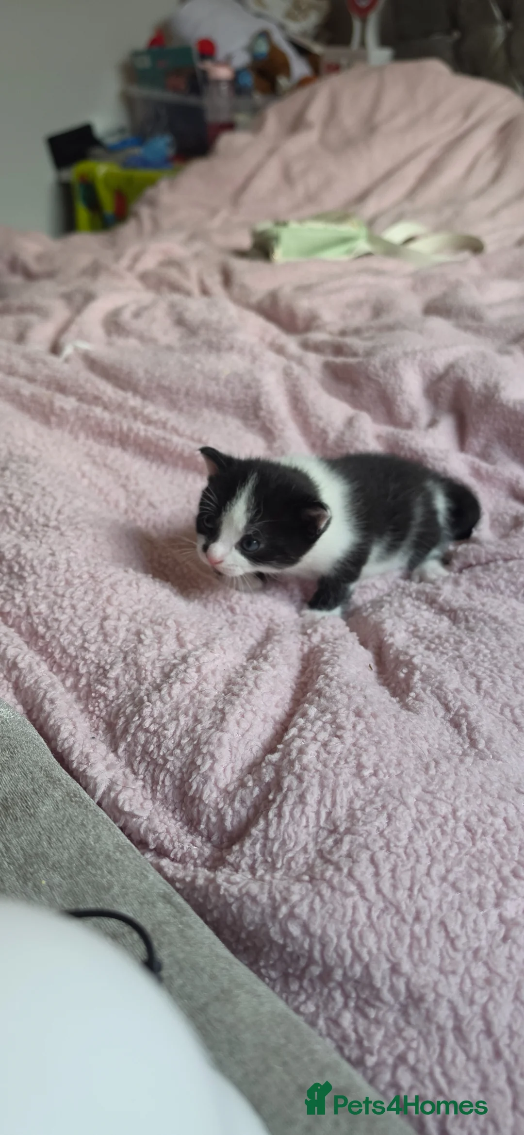 Mixed Breed cats for sale: Beautiful kittens  - Advert 17
