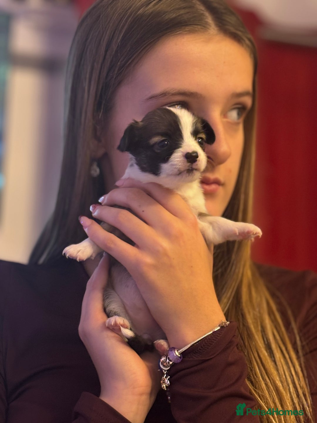 Chihuahua dogs for sale: Lovely long haired Chihuahua  - Advert 22