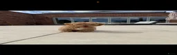 Maltipoo dogs for sale: Adorable Health tested F1 Maltipoo puppies - Advert 8