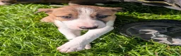 Mixed Breed dogs for sale: Collie/Lurcher puppies for sale - Advert 16