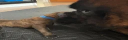 Boxer dogs for sale: KC Boxer Puppies  – 1 Week Old - Advert 37