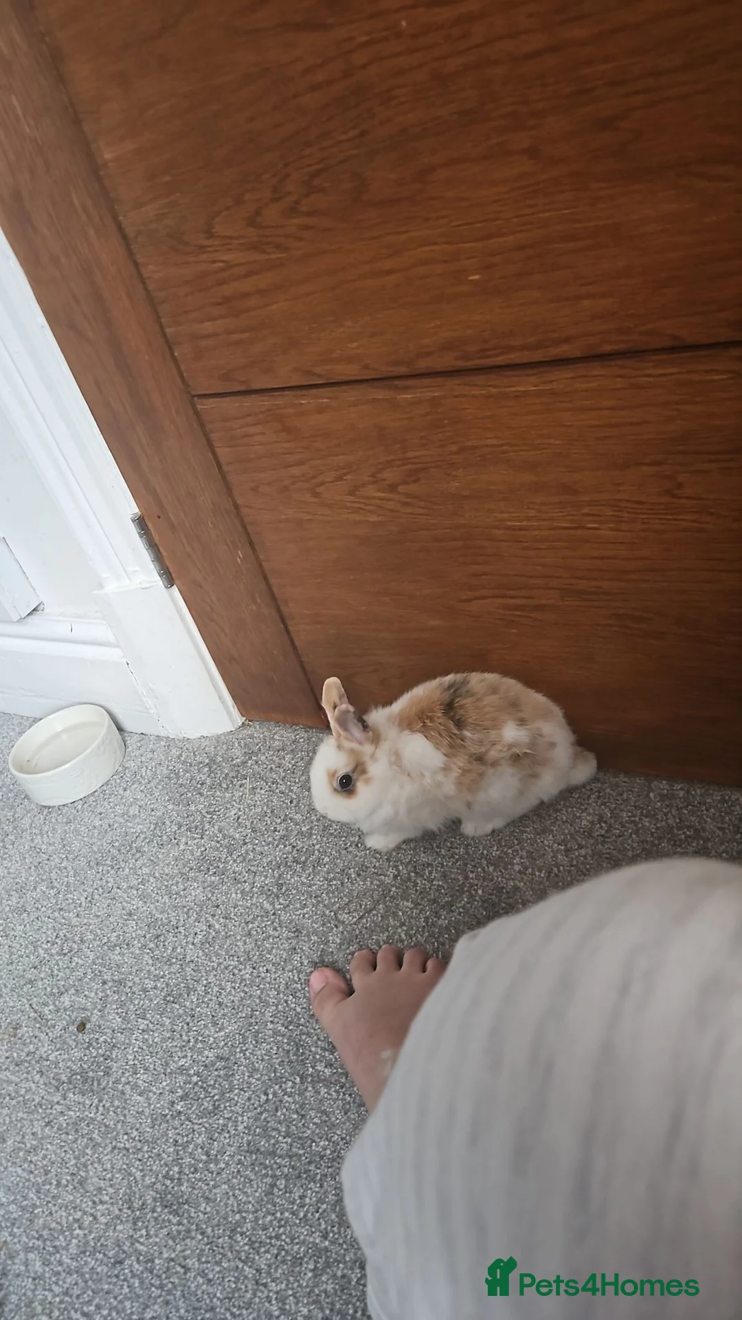Mixed Breed rodents for sale: Mixed Lionhead/Netherlands dwarf bunny in Leicester - Advert 5