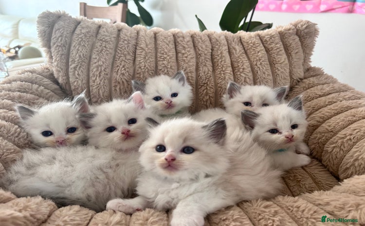Ragdoll cats - Advert 12