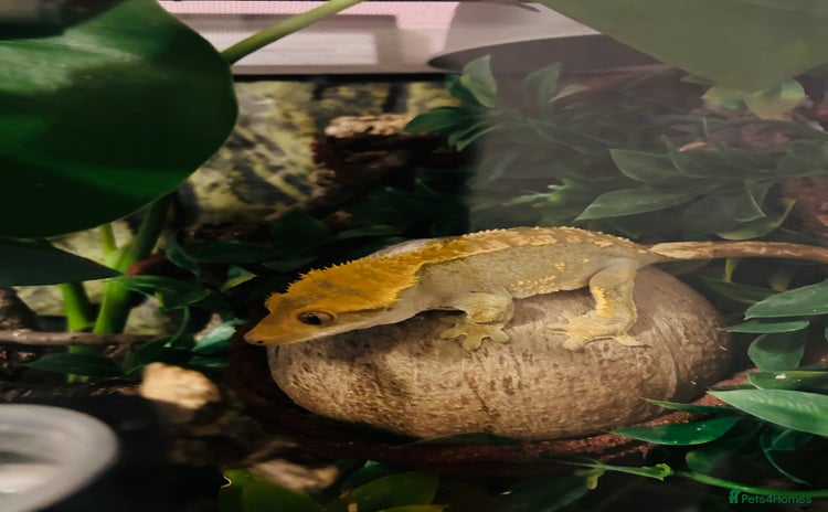 Gecko reptiles - Advert 12