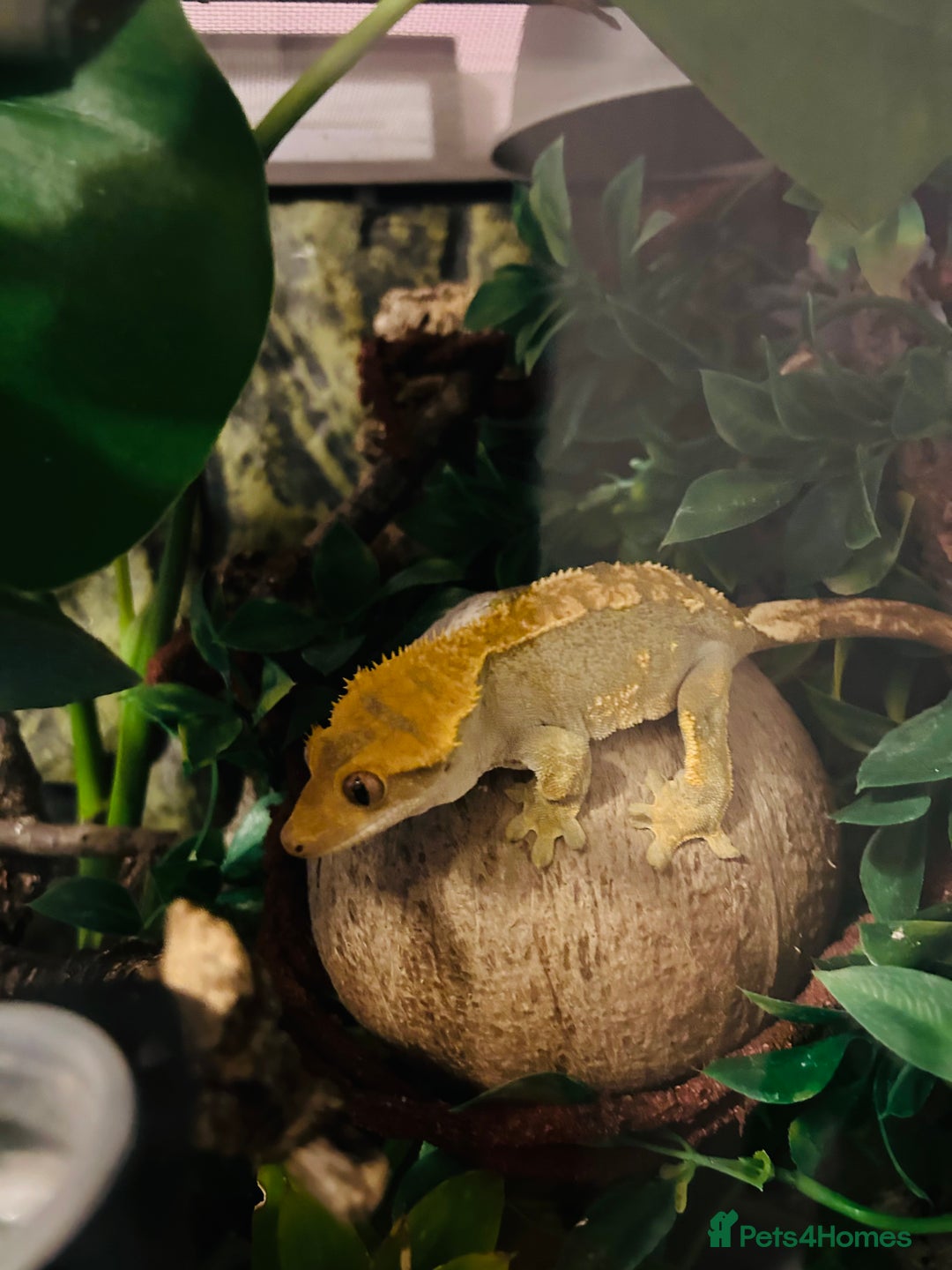 Gecko reptiles for sale: Crested Gecko Pair + Established Bioactive Setup  - Image 1