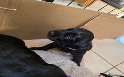 Cocker Spaniel dogs for sale: Working cocker Spaniel puppies KC registered  - Image 1
