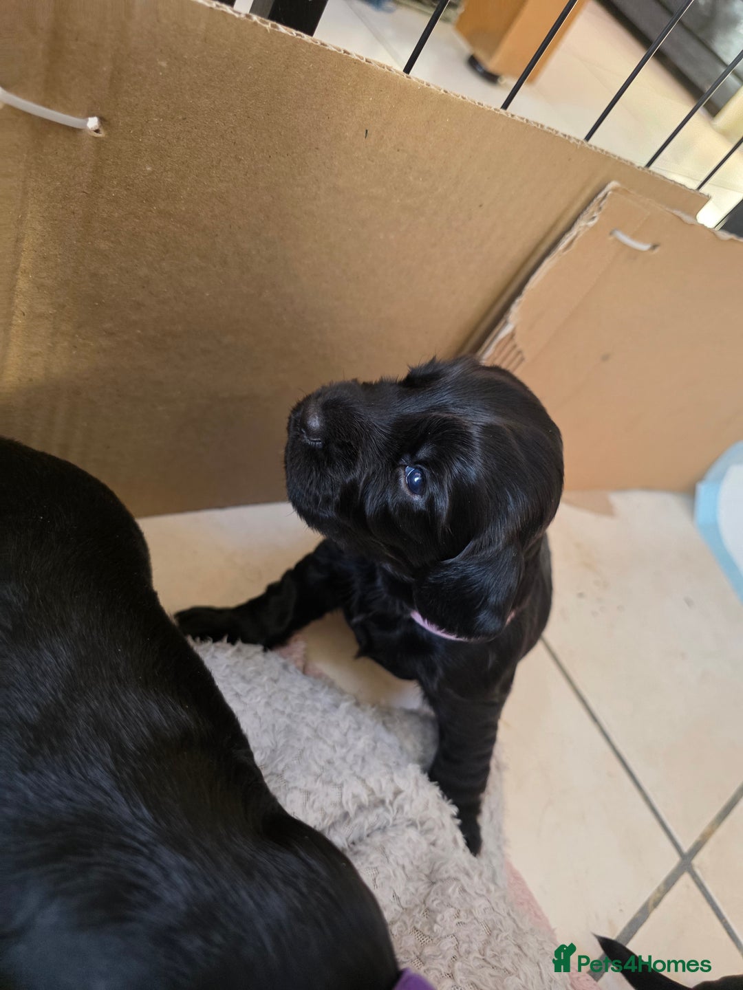 Cocker Spaniel dogs for sale: Working cocker Spaniel puppies KC registered  - Image 1