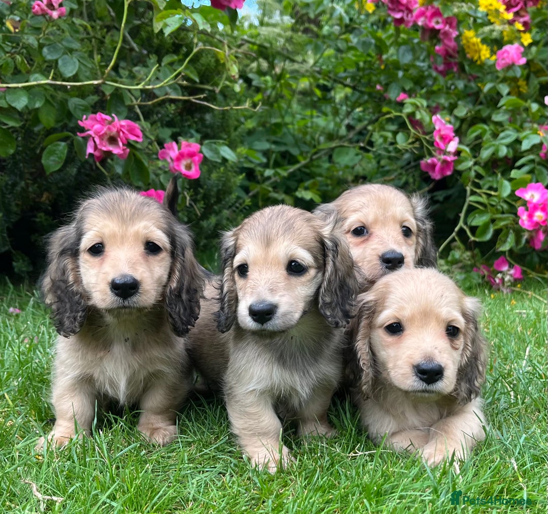 Miniature Dachshund dogs for sale: Miniature long coated dachshunds  in Craven Arms - Image 4