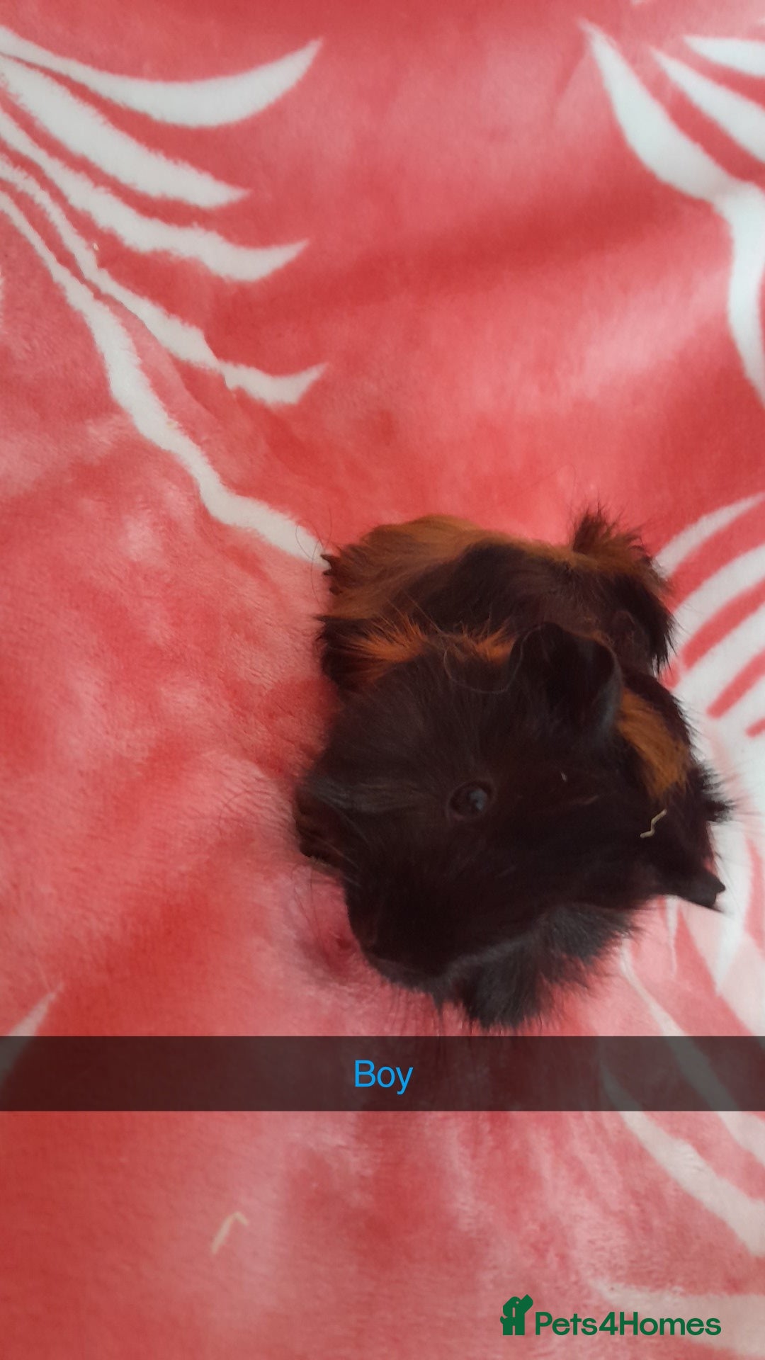 Guinea Pig rodents for sale: Gunipigs babies  - Image 4