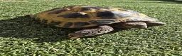 Tortoise reptiles for sale: Russian Tortoise + Enclosure in Nottingham - Advert 11