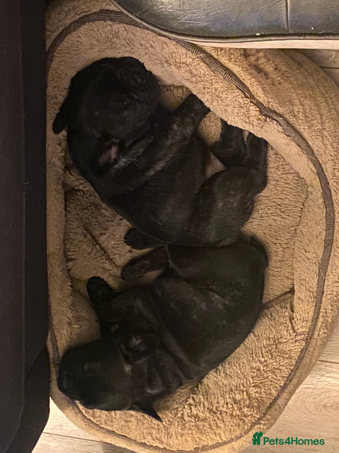 French Bulldog dogs for sale: Adorable male French bulldog puppy ready now - Advert 21