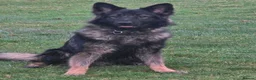 German Shepherd dogs for stud: 2year old Male for stud  - Advert 7
