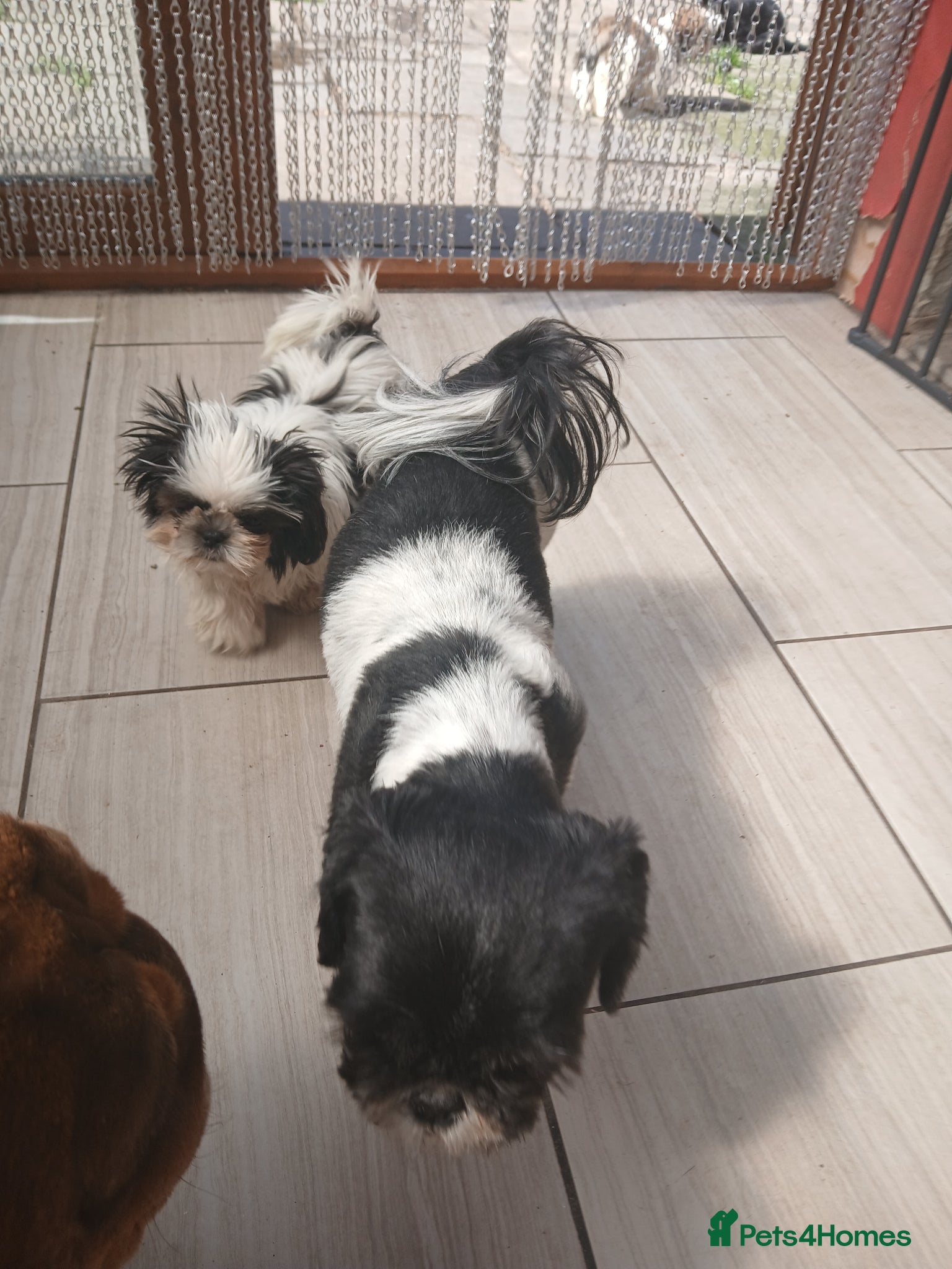 Shih Tzu dogs Ready to go 2 Shih-tzu boy puppies  - Advert 4