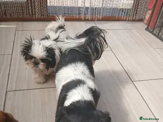 Shih Tzu dogs Ready to go 2 Shih-tzu boy puppies - Advert 4