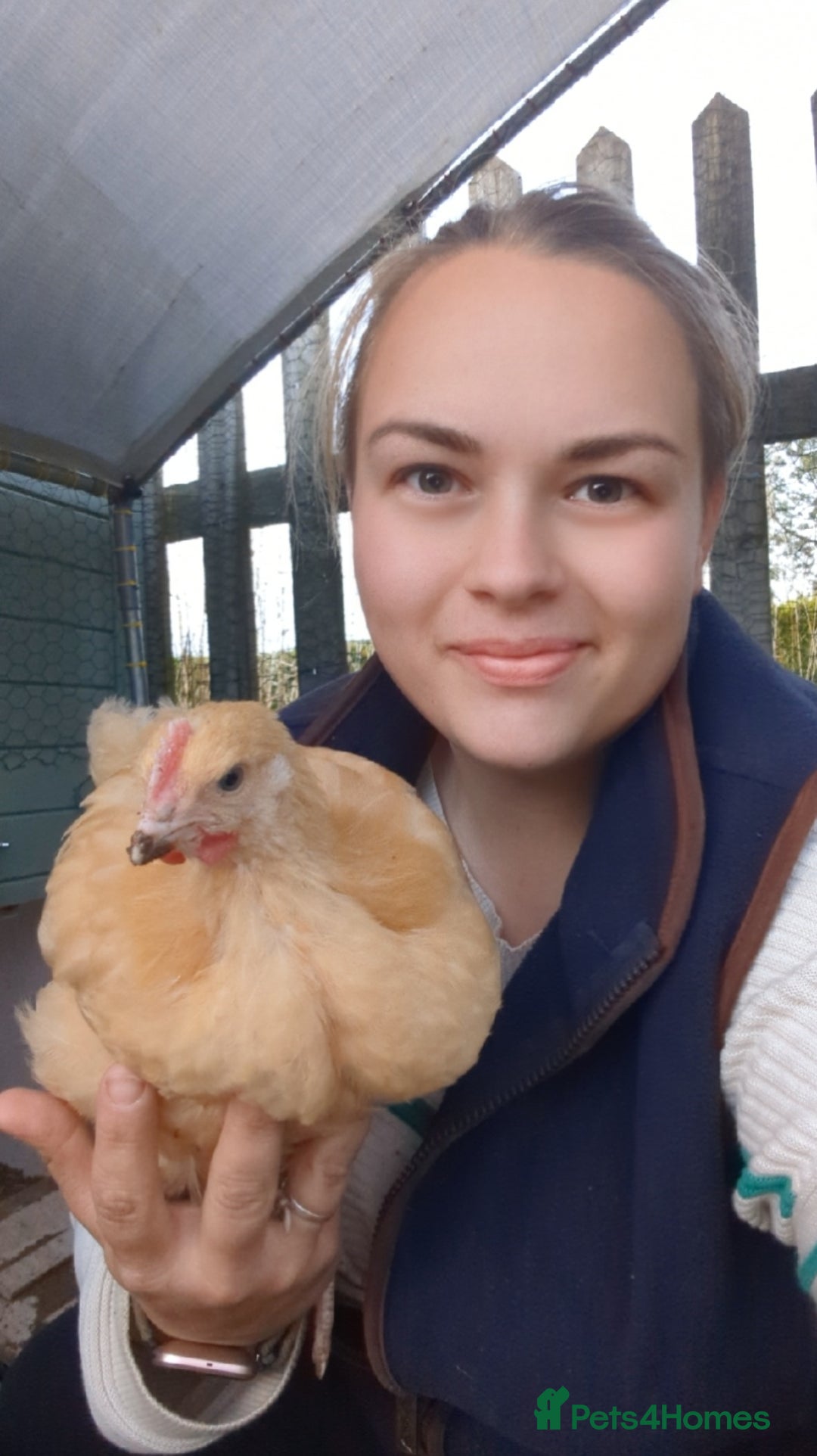 Chickens poultry for sale: 4 Buff Orpington Cockerels 6 weeks old - Image 3