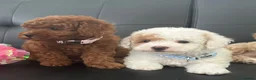 Maltipoo dogs for sale: 🐶 3 Gorgeous Toy Maltipoo Puppies For Sale 🐶 - Advert 10