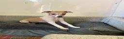Whippet dogs for sale: Whippet in Doncaster - Advert 4