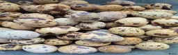 Quail poultry for sale: 12 hatching eggs - Advert 2