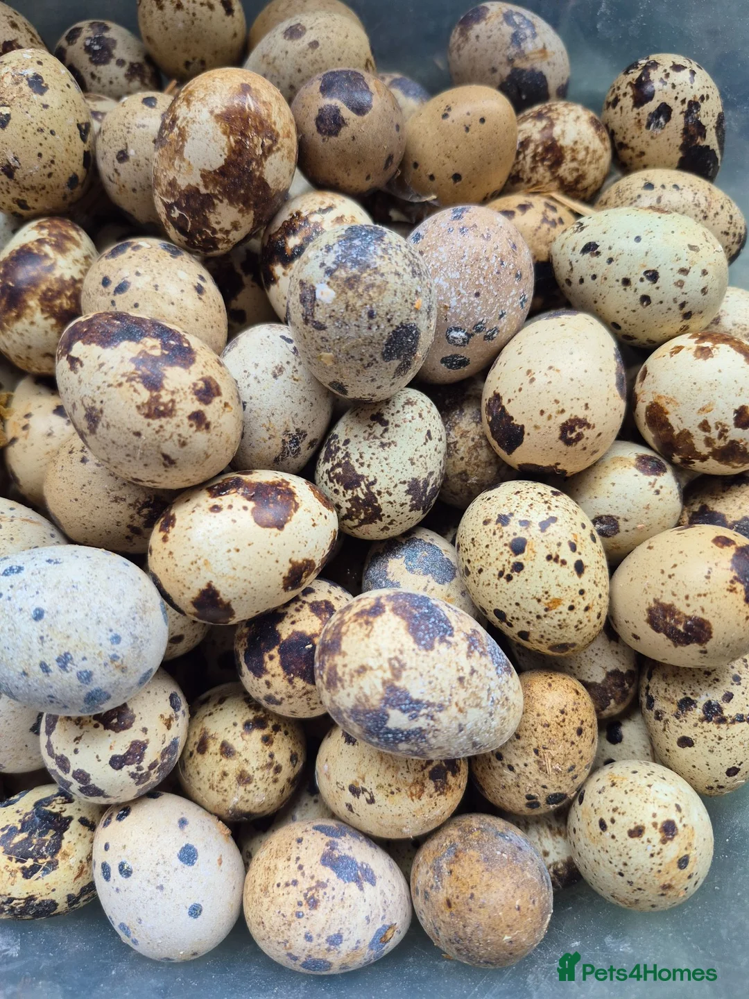 Quail poultry for sale: 12 hatching eggs - Advert 2