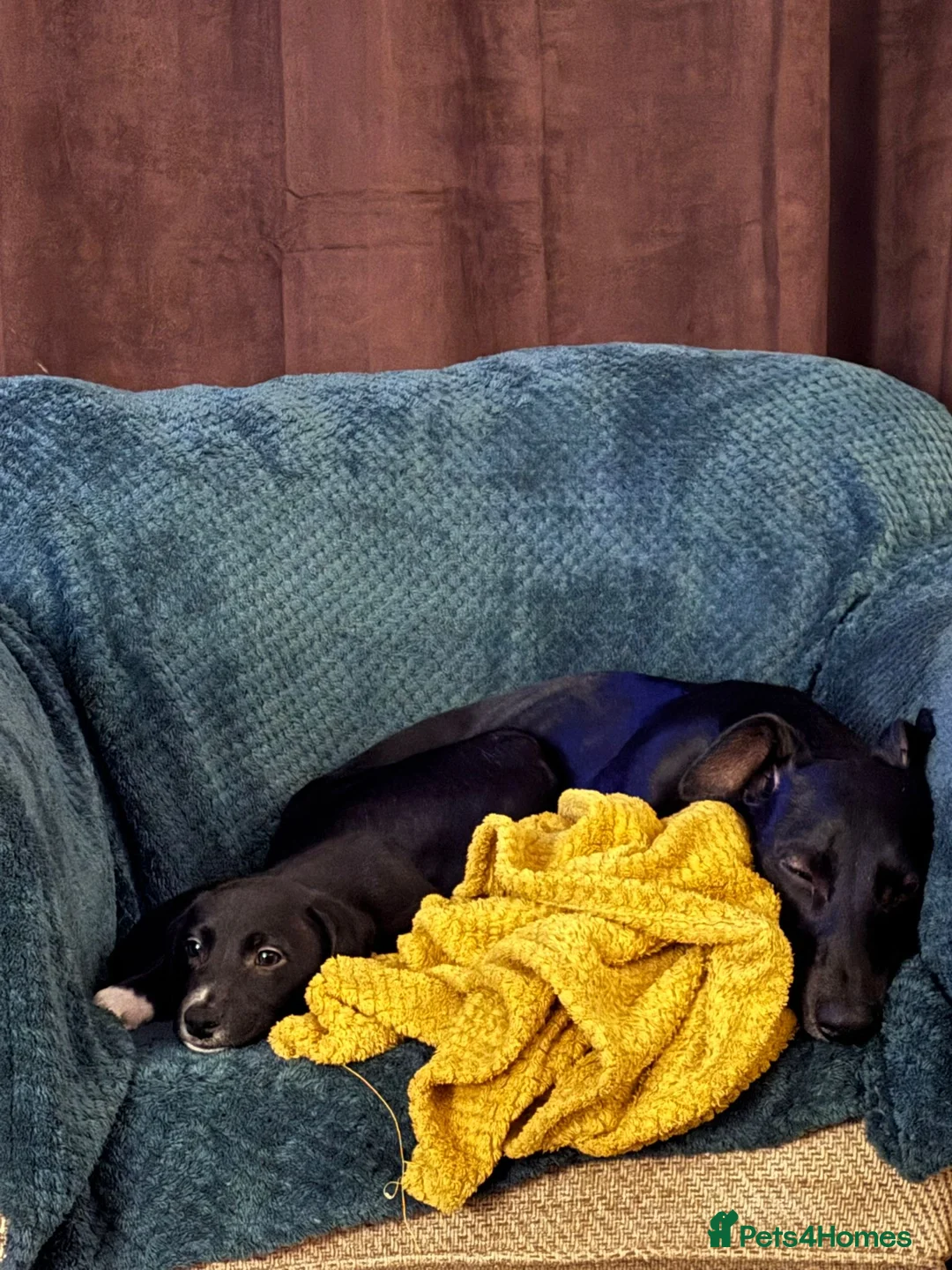 Mixed Breed dogs for sale: Whippet puppies  - Advert 5